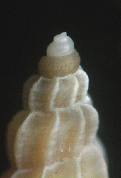 mangelia costata